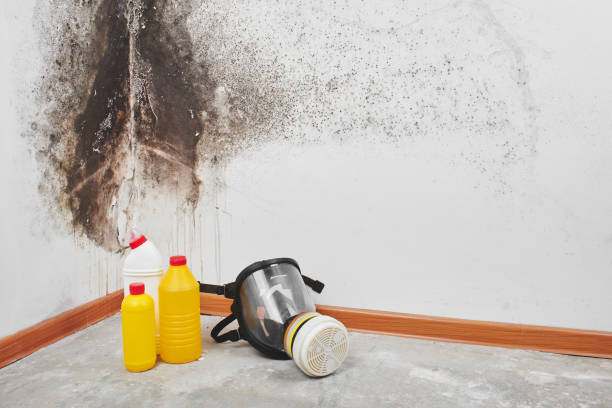 Best Bathroom Mold Remediation in Midway, KY