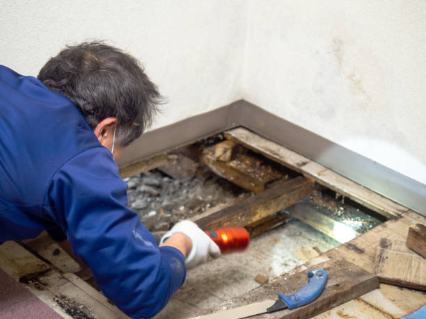 Best Mold Testing and Inspection Services in Midway, KY