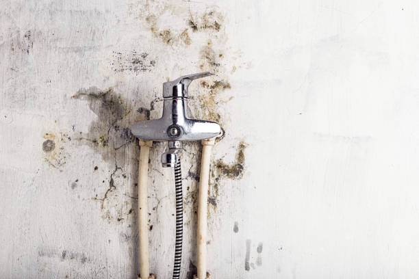 Best Bathroom Mold Remediation in Midway, KY