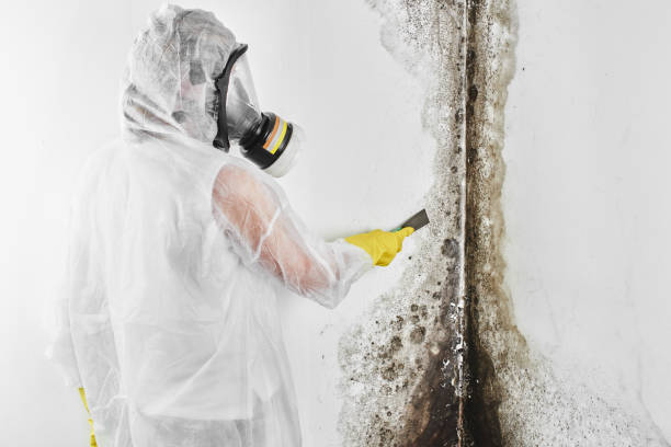 Best HVAC Mold Remediation in Midway, KY