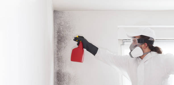 Best Industrial Mold Remediation in Midway, KY