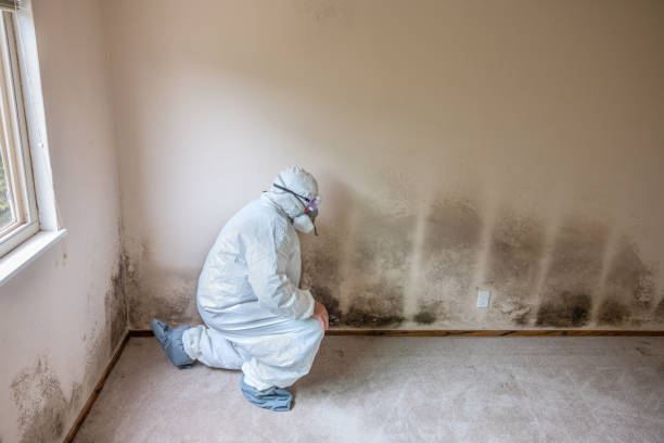 Best Post-Flood Mold Remediation in Midway, KY