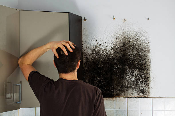 Best Post-Flood Mold Remediation in Midway, KY