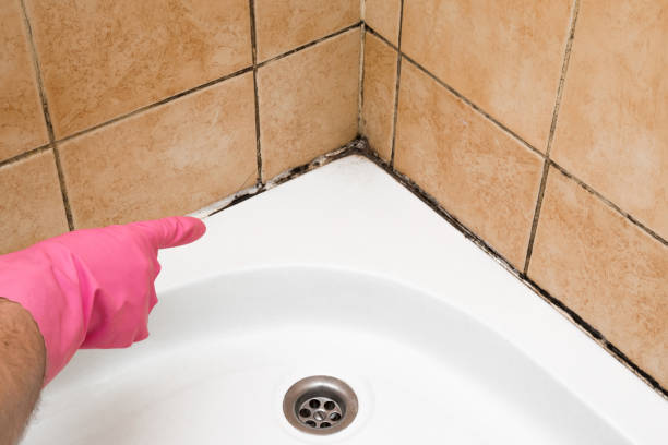 Best Basement Mold Remediation in Midway, KY